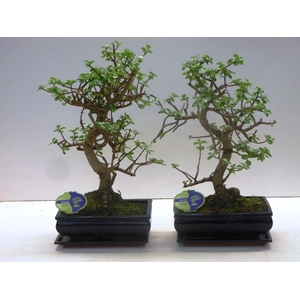 portulacaria afra shape , with drip tray