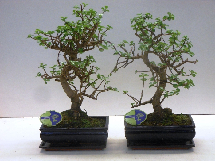 <h4>portulacaria afra shape , with drip tray</h4>