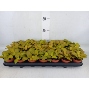 Fittonia  'Mosaic Skeleton'