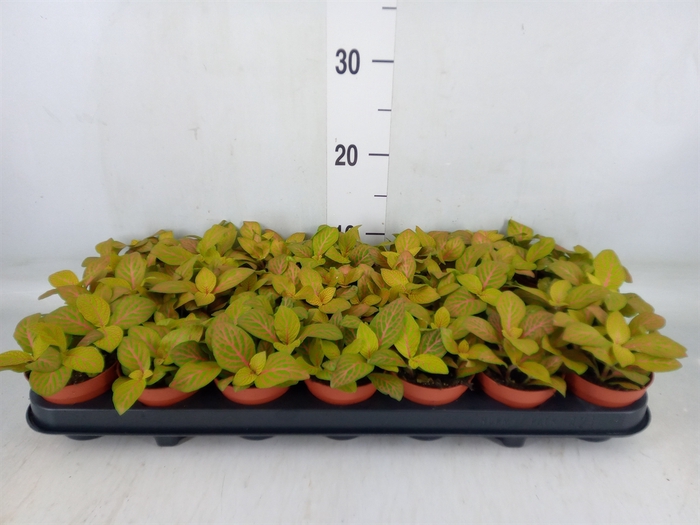 <h4>Fittonia  'Mosaic Skeleton'</h4>