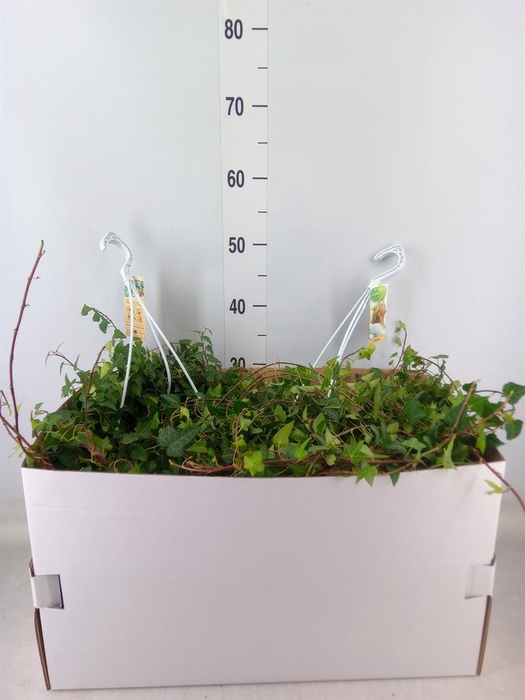 <h4>Hedera helix 'Anna'</h4>