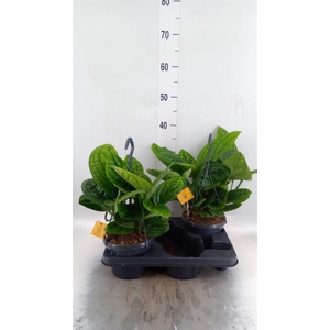 Epipremnum pinn. 'Marble Planet'