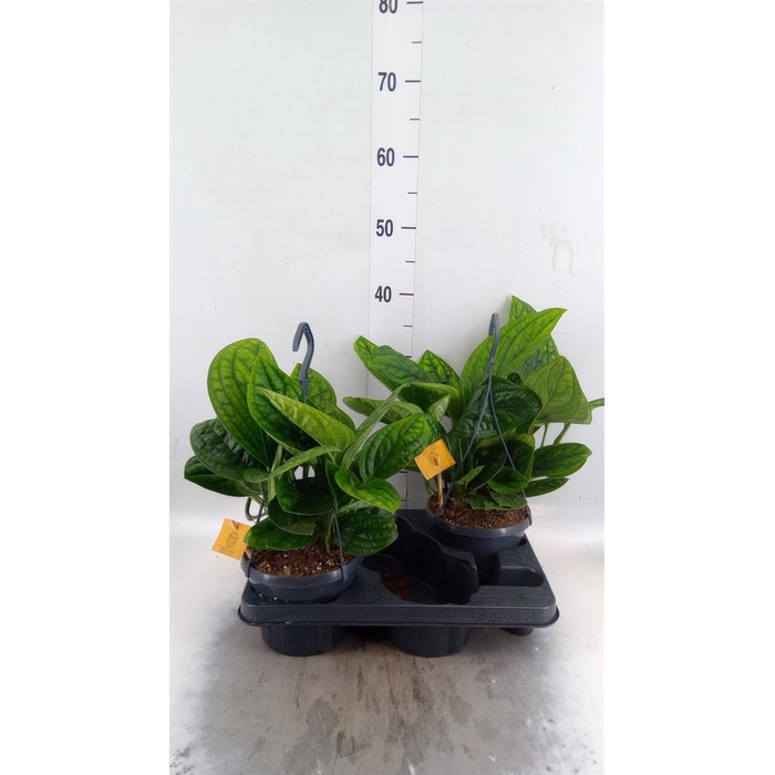 <h4>Epipremnum pinn. 'Marble Planet'</h4>