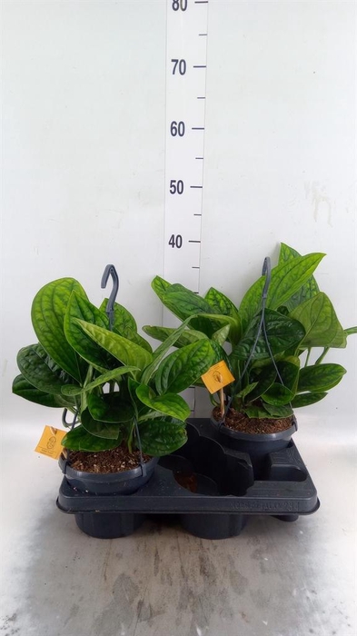 Epipremnum pinn. 'Marble Planet'
