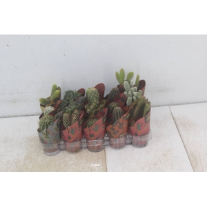 CACTUS MINI P06