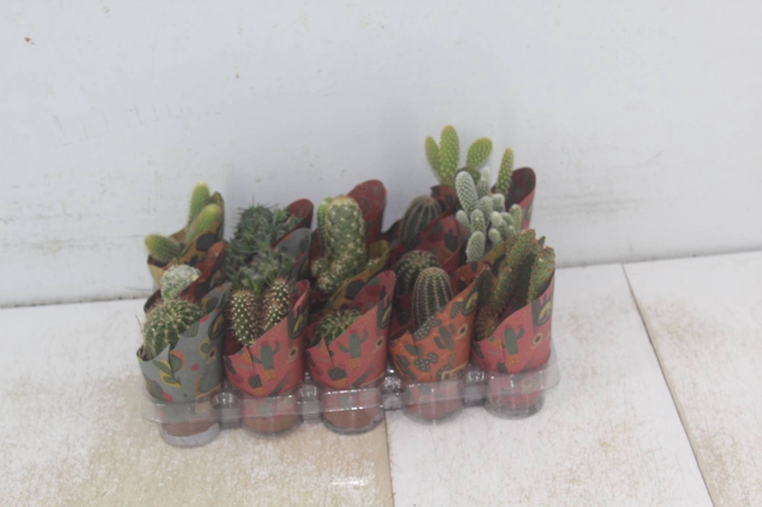 <h4>CACTUS MINI P06</h4>