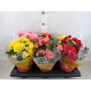 Begonia elat. DU   ...mix