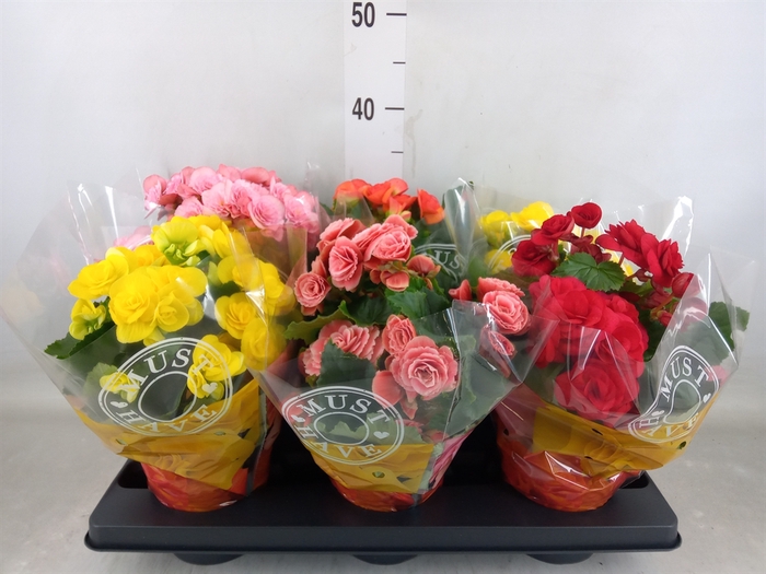 <h4>Begonia elat. DU   ...mix</h4>