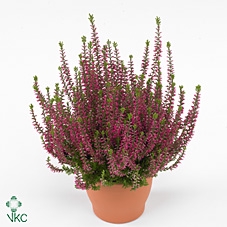 Calluna vulg. 'Garden G Angie'