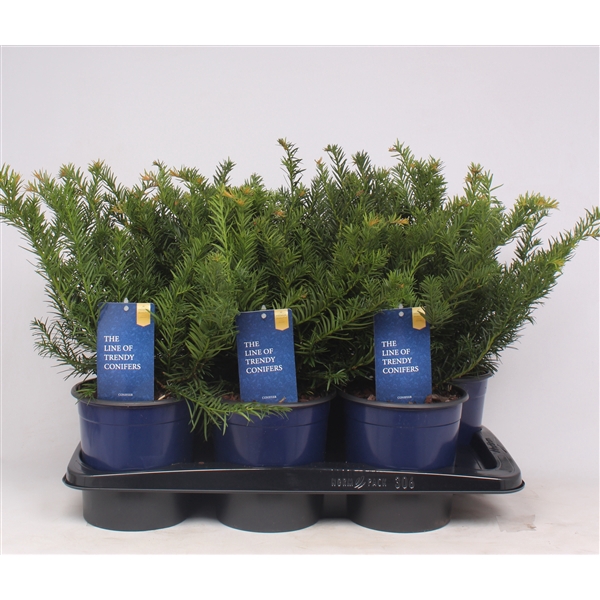 <h4>Taxus baccata 'Repandens'</h4>