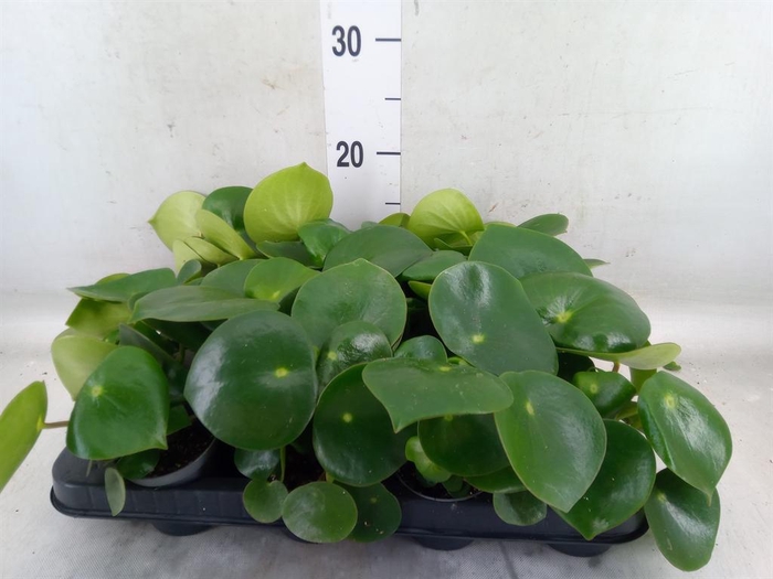 <h4>Peperomia polybotrya 'Raindrop'</h4>