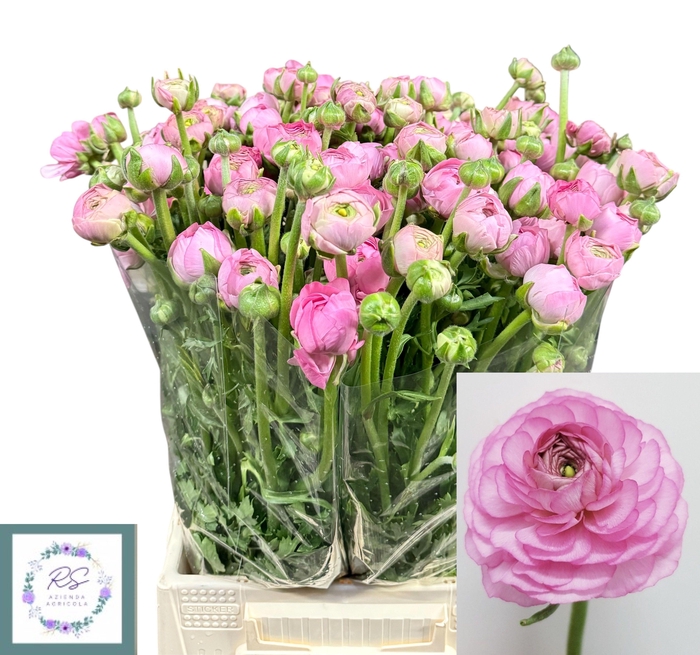 <h4>RAN EL PINK</h4>