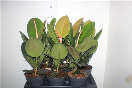 <h4>Fic El Robusta</h4>