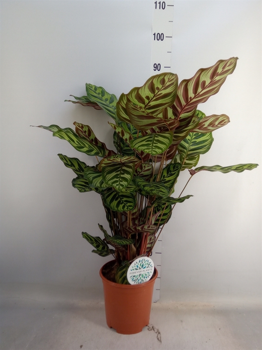 <h4>Calathea makoyana</h4>