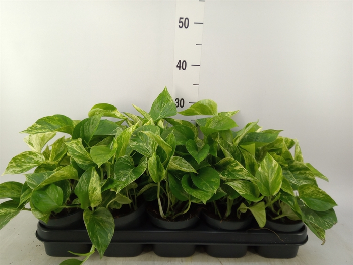 <h4>Epipremnum pinn. 'Marble Queen'</h4>