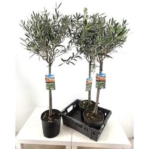 OLEA EUROPAEA