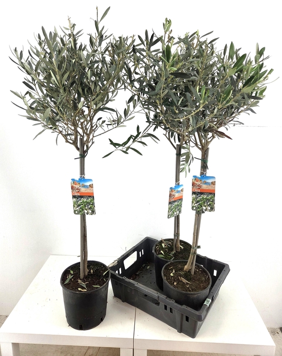 <h4>OLEA EUROPAEA</h4>