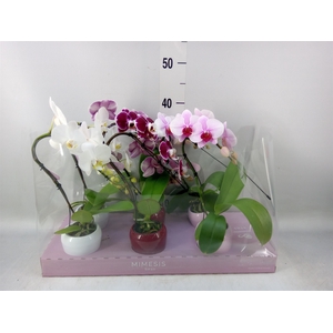 Phalaenopsis   ...