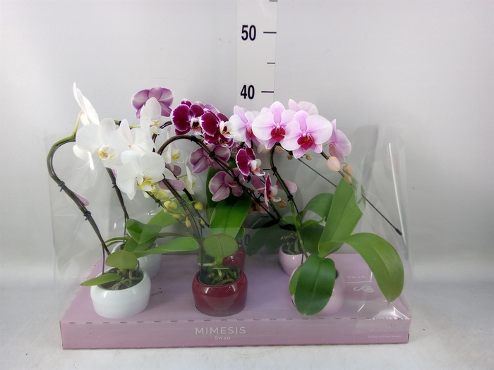 <h4>Phalaenopsis   ...</h4>