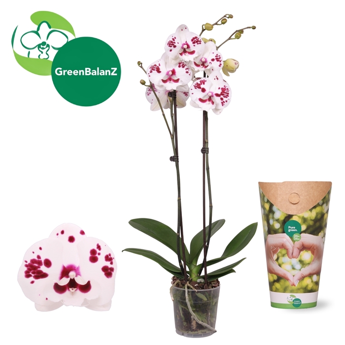 <h4>Phalaenopsis   ...white</h4>