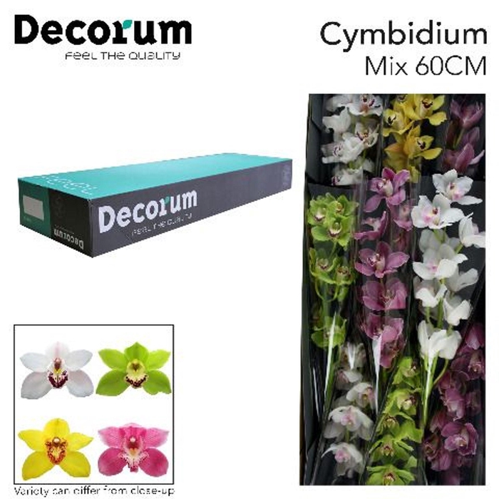<h4>CYMBIDIUM GR   ...MIX</h4>