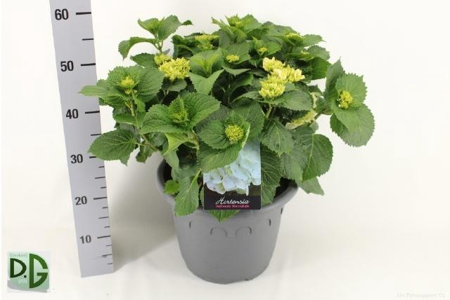 <h4>HYDR M CRYSTAL PALAC</h4>