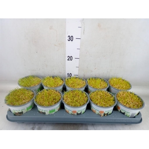 Hordeum sp.   ...kattegras zaai