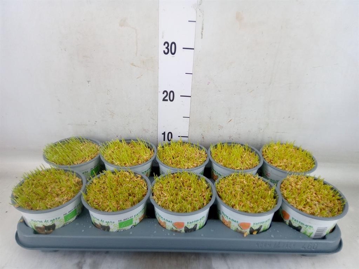 <h4>Hordeum sp.   ...kattegras zaai</h4>