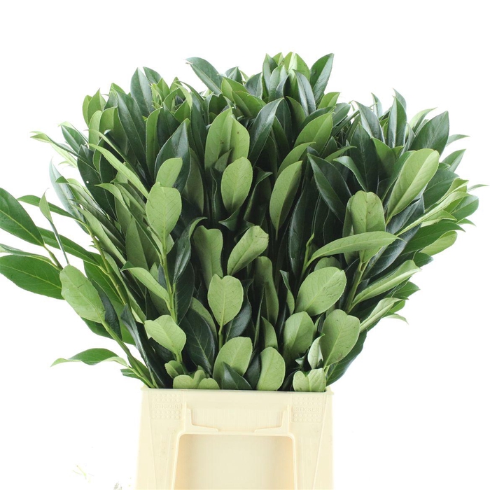 <h4>Laurier 55 Cm Per Tak</h4>