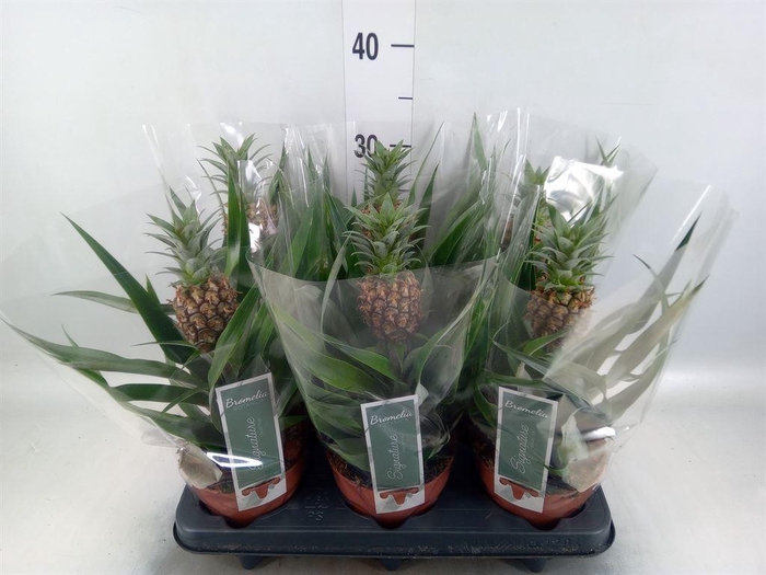 <h4>Ananas  'Rosita'</h4>