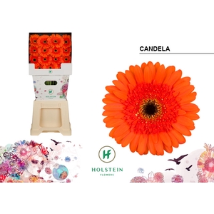 Gerbera Candela Diamond