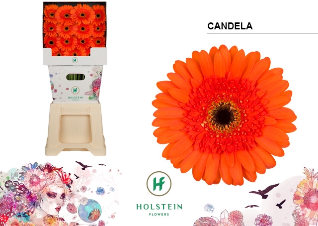 <h4>Gerbera Candela Diamond</h4>