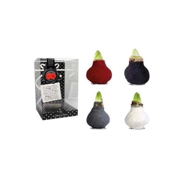 <h4>Amaryllis TOW Fashion (Velvet) Mixed 12x1, rode bloem, kunstof</h4>