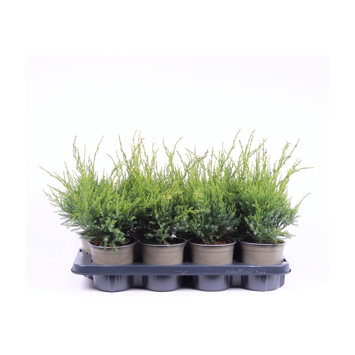 <h4>Juniperus x pfitzeriana 'Mint Julep'</h4>