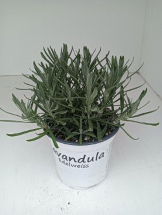 Lavandula x intermedia Edelweiss