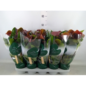 Anthurium andr. 'Essencia'