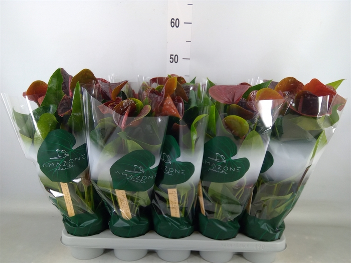 <h4>Anthurium andr. 'Essencia'</h4>