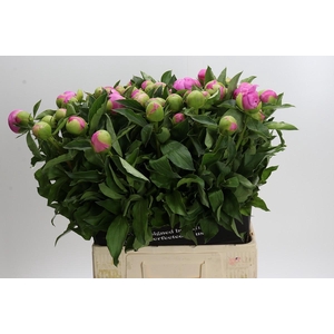 Paeonia Monsieur Jules Elie