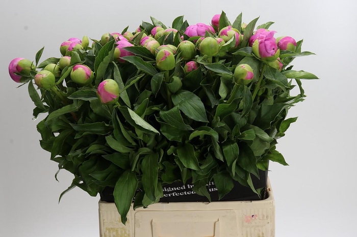 Paeonia Monsieur Jules Elie