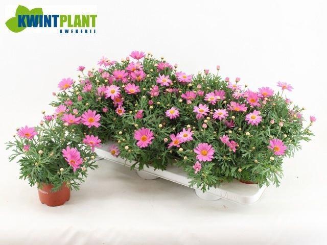 <h4>Argyrant. La Rita Salmon Pink</h4>