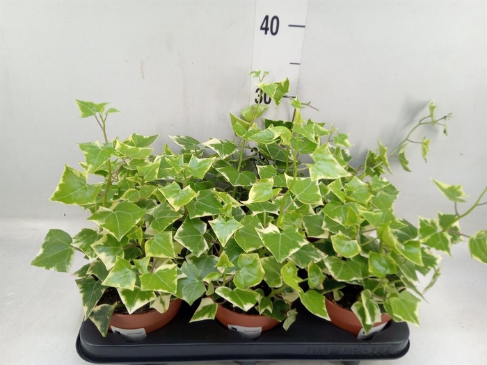 <h4>Senecio macro. 'Variegatus'</h4>