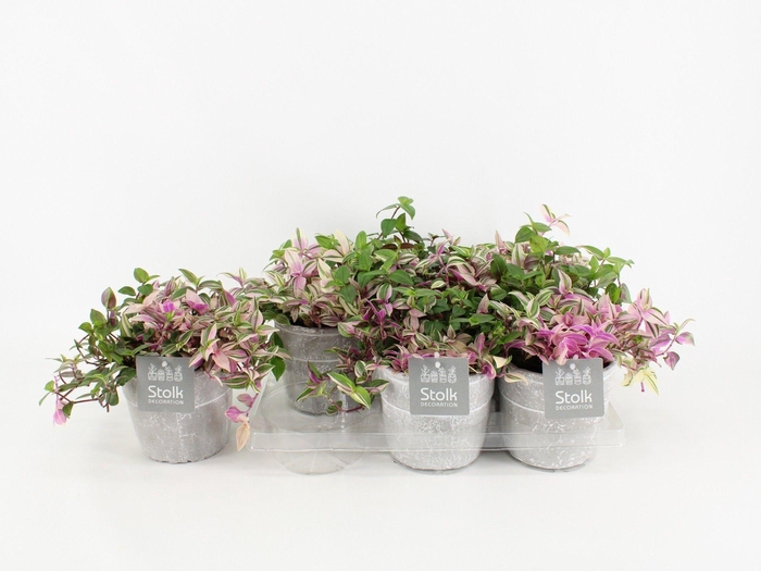 <h4>Trad Quadricolor Keramiek Stone Look</h4>