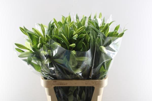 <h4>Li Lf Watch Up 2+</h4>