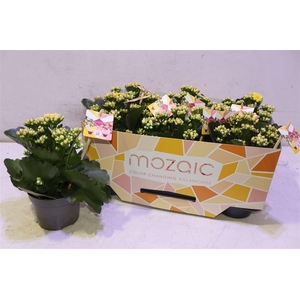 arr8 Kalanchoe Mozac