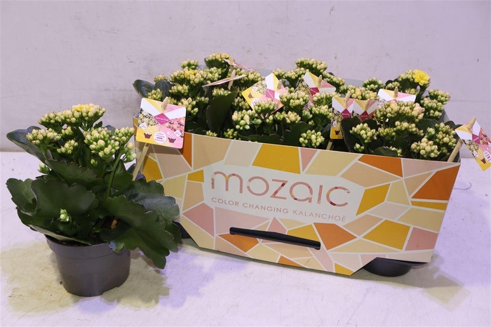 <h4>Kalanchoe Mozac</h4>