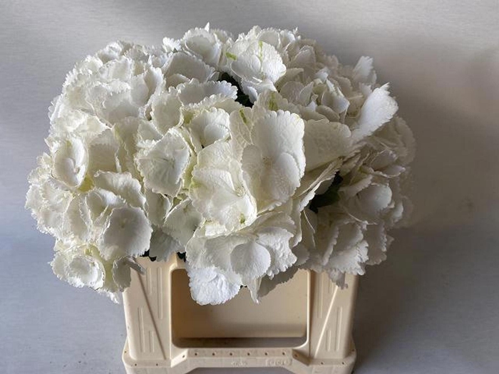<h4>HORT ROYAL PRINCESS HYDR M ROYAL PR</h4>