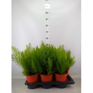 Asparagus dens. 'Meyers'