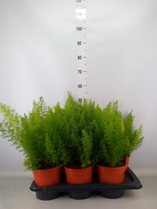 <h4>Asparagus dens. 'Meyers'</h4>