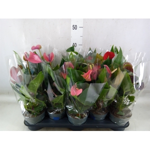 Anthurium   ...mix