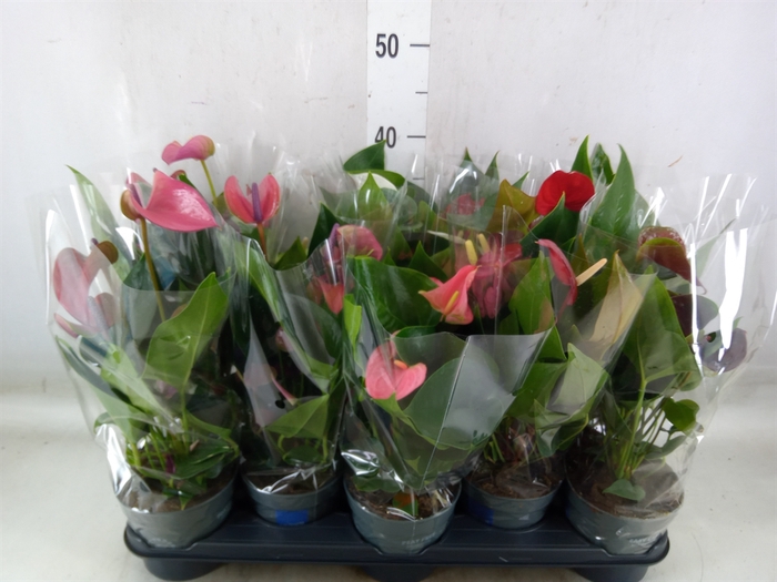 <h4>Anthurium   ...mix</h4>
